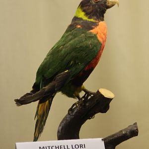 Bird museum - Mitchell lorikeet