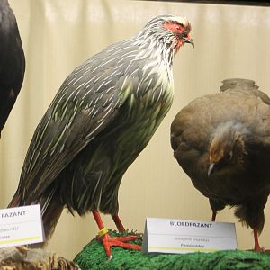 Bird museum - Blood pheasants