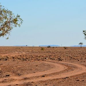 Typical outback track