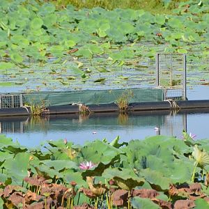 Crocodile trap. Foggs dam. NT