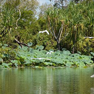 Egrets. Alligator river. NT