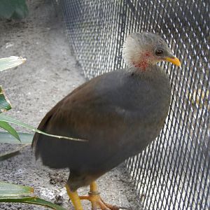 Tongan megapode