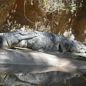 Siamese Crocodile