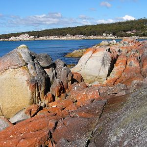 Algae on rocks, Tasmania