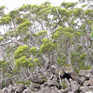 Snow gums.  Tasmania