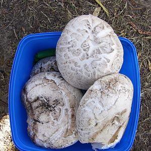 Mushrooms.  Tasmania