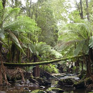 Tree ferns