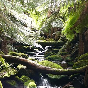 A forest creek.   Tasmania