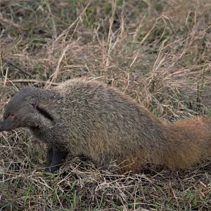 Striped Neck Mongoose - Herpestes vitticollis - Bandipur National Park - 20180224