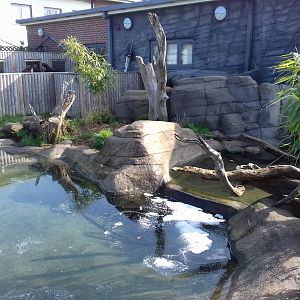 Asian Short Clawed Otter enclosure