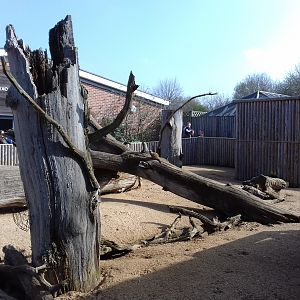 Meerkat enclosure