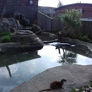 Asian Short Clawed Otter enclosure