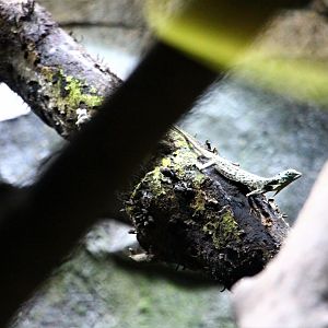 RepTopia - Common Gliding Lizard