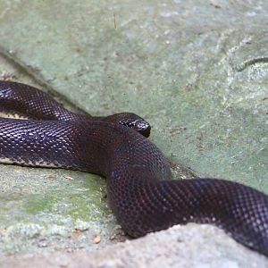 RepTopia - Puff-faced Water Snake