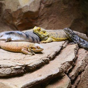 RepTopia - Australian Lizards