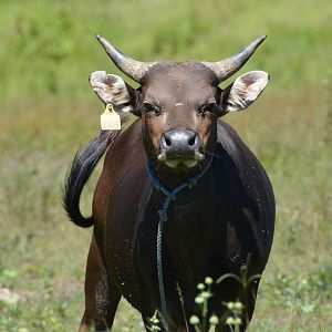 Domestic Banteng.  Timor Leste