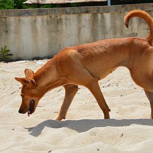 Dingo like dog.  Timor Leste