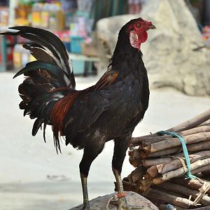 Chicken.  Timor Leste