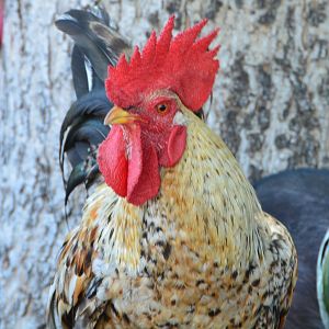 Chicken 2.  Timor Leste