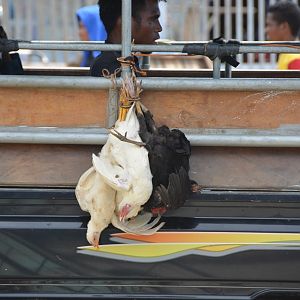 Transporting live chickens by bus.  Timor Leste