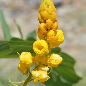 Flower.  Timor Leste