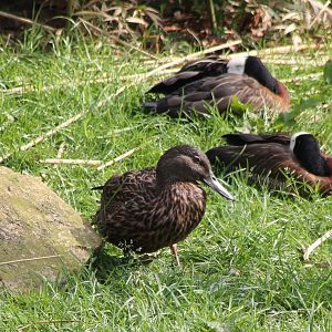 Meller's and White-faced whistling-ducks