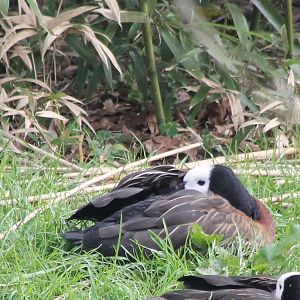 White-faced whistling-duck