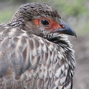 Yellow-necked francolin