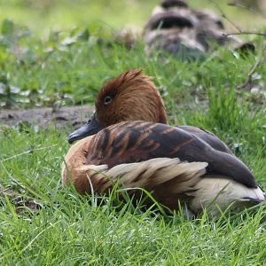 Fulvous whistling-duck