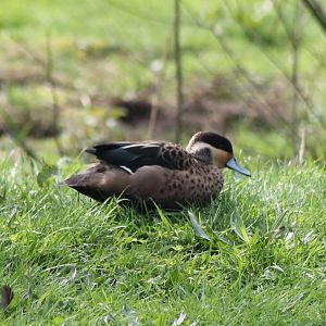 Hottentot teal