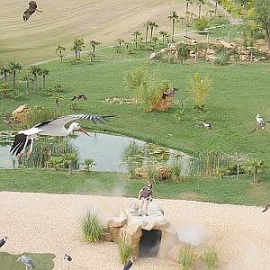 Zooparc De Beauval - Les Maîtres des Airs AMAZING BIRD DISPLAY - YouTube