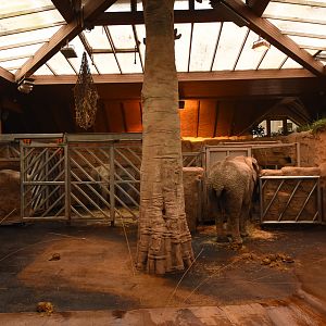 Elephant indoors