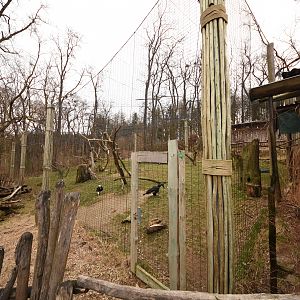 African vulture aviary