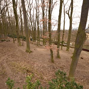 Spotted hyena enclosure