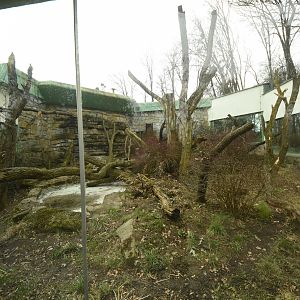 Former gorilla outdoors