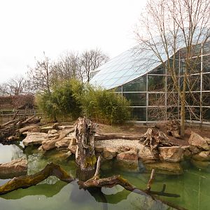 Giant otter outdoors