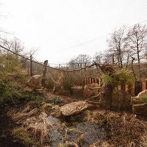 Squirrel monkey aviary