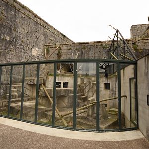 Francois langur enclosure