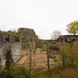 Asian lion enclosure