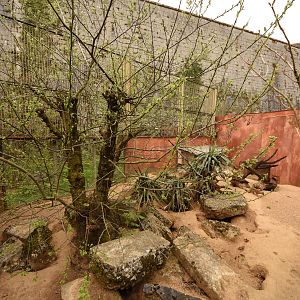 Yellow mongoose enclosure