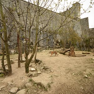 Siberian tiger enclosure