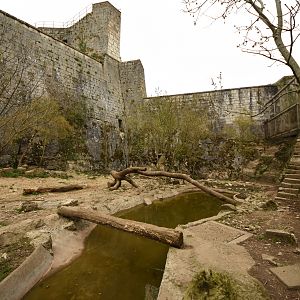 Siberian tiger enclosure