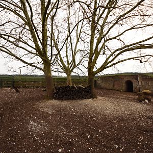 Phillipine spotted deer enclosure