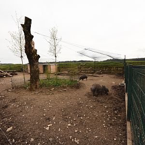 Visayan warty pig enclosure