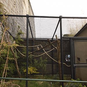 Blue-winged kookaburra aviary
