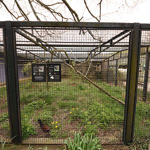 White-naped pheasant pigeon aviary