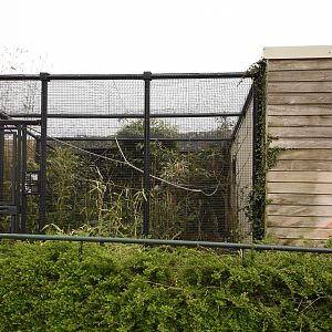 Rotschildt myna aviary