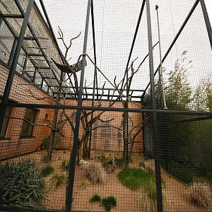 Sifaka cage