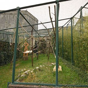 Crowned lemur cage