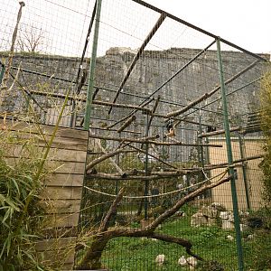 Golden-cheeked gibbon cage